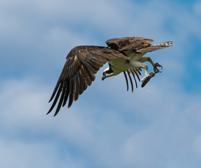 Osprey Flying with Fish on Blue Sky