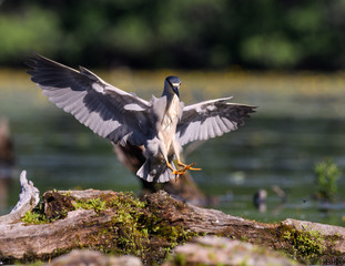 Black-crowned Night Heron Landing