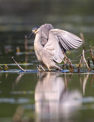 Black-crowned Night Heron with Open Wings