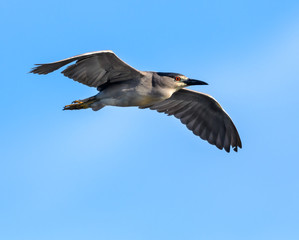 Black-crowned Night Heron in Flight on Blue Sky