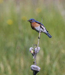 Eastern Bluebird