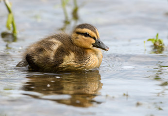  Mallard Duckling Swimming in Summer