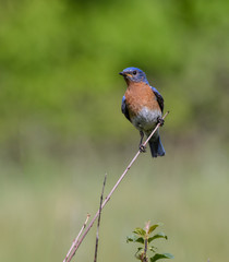 Eastern Bluebird