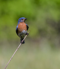 Fototapeta premium Eastern Bluebird