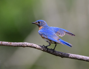 Obraz premium Eastern Bluebird