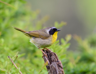 Fototapeta premium Common Yellowthroat 
