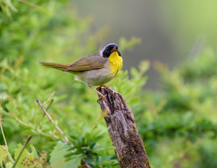 Common Yellowthroat 