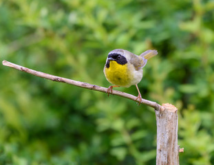 Common Yellowthroat 