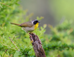 Common Yellowthroat 