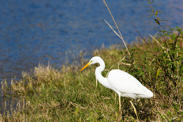 Great Egret