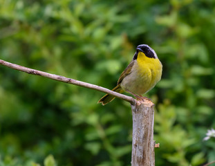 Common Yellowthroat 