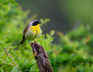 Common Yellowthroat 