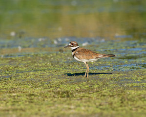 Killdeer