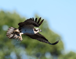 Osprey in Flight