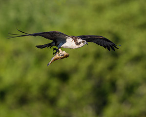 Osprey with Fish in Flight