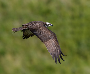 Osprey in Flight