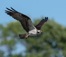 Osprey in Flight