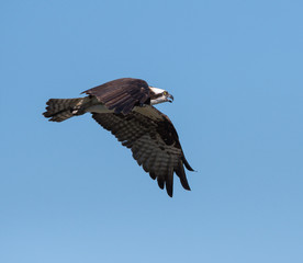 Osprey in Flight
