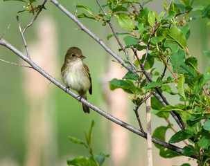 Least Flycatcher