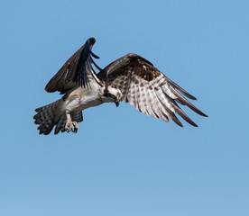 Osprey in Flight