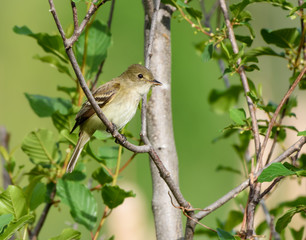 Least Flycatcher