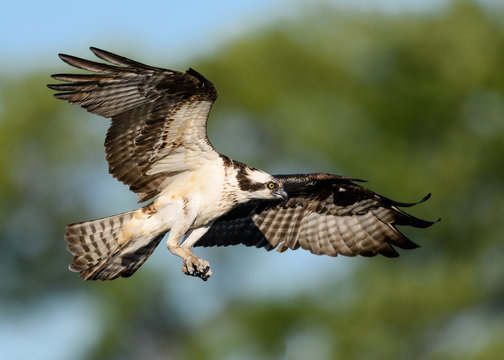 Osprey in Flight Landing