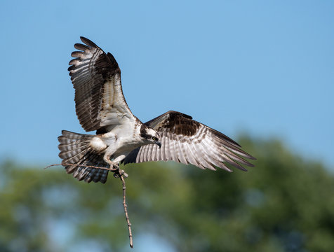 Osprey Bringing a Stick to the Nest