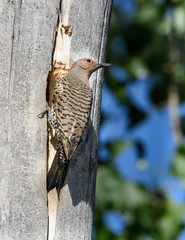 Northern Flicker at the Nest