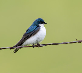 Tree Swallow