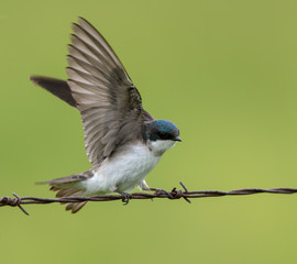 Tree Swallow