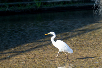 Great Egret