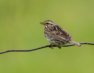 Savannah Sparrow on Green Background 