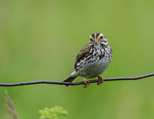 Savannah Sparrow on Green Background 