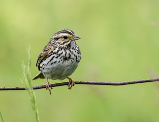 Savannah Sparrow on Green Background 