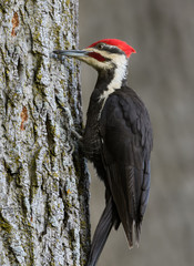 Male Pileated Woodpecker 