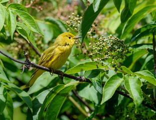 Yellow Warbler