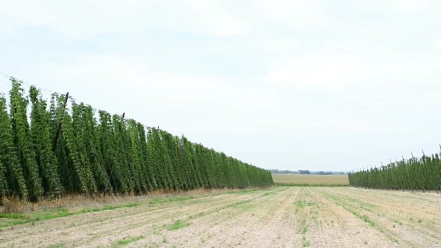 Ripe hop plants growing in the hop field