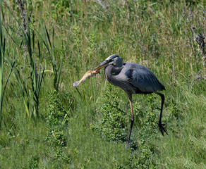 Great Blue Heron Caught a Fish