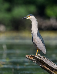 Black-crowned Night Heron
