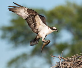 Male Osprey Bringing a Fish to the Nest