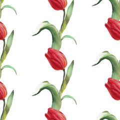 Handwork watercolor seamless pattern with red tulips isolated on white background.
Botanical illustration - 130999036