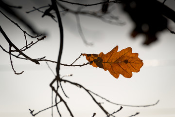 Oak leaves in November