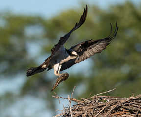 Osprey Bringing Fish to the Nest