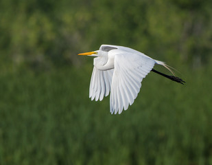 Great Egret in Flight on Green Background