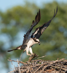 Osprey Bringing Fish to the Nest