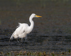 Great Egret Portrait