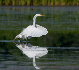 Great Egret with Reflection