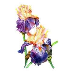 Handwork watercolor botanical  illustration with blue iris on white background, isolated watercolor illustration. - 130999065