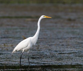 Great Egret