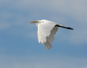Fototapeta na wymiar Great Egret in Flight on Blue Sky
